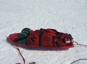 Curious little bird hitching a lift on our sled