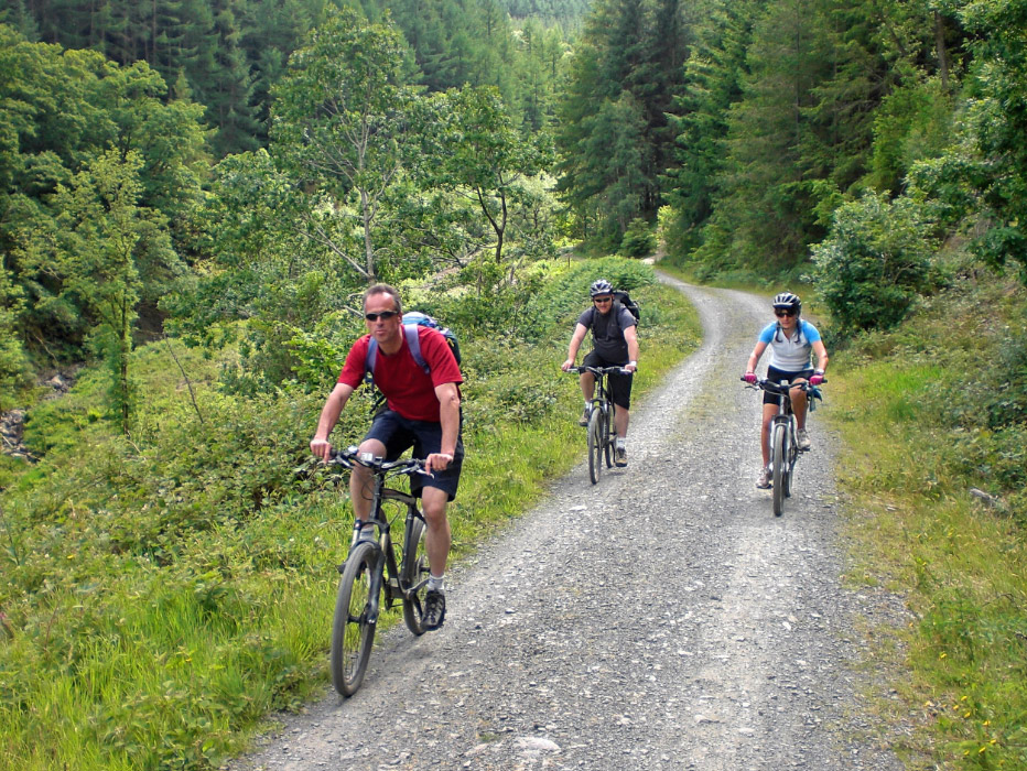 Whinlatter Forest on the way to Keswick