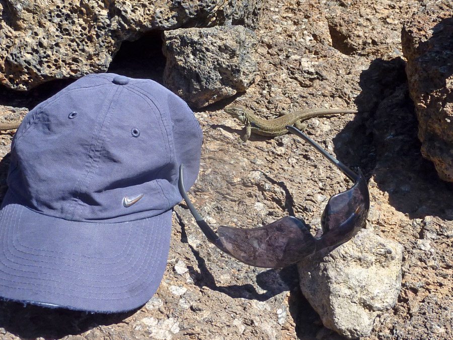 Curious Canary Lizard