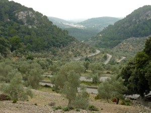 Olive groves on the Coll de Soller with Bunyola in the distance