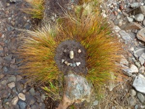 A Friendly Native...