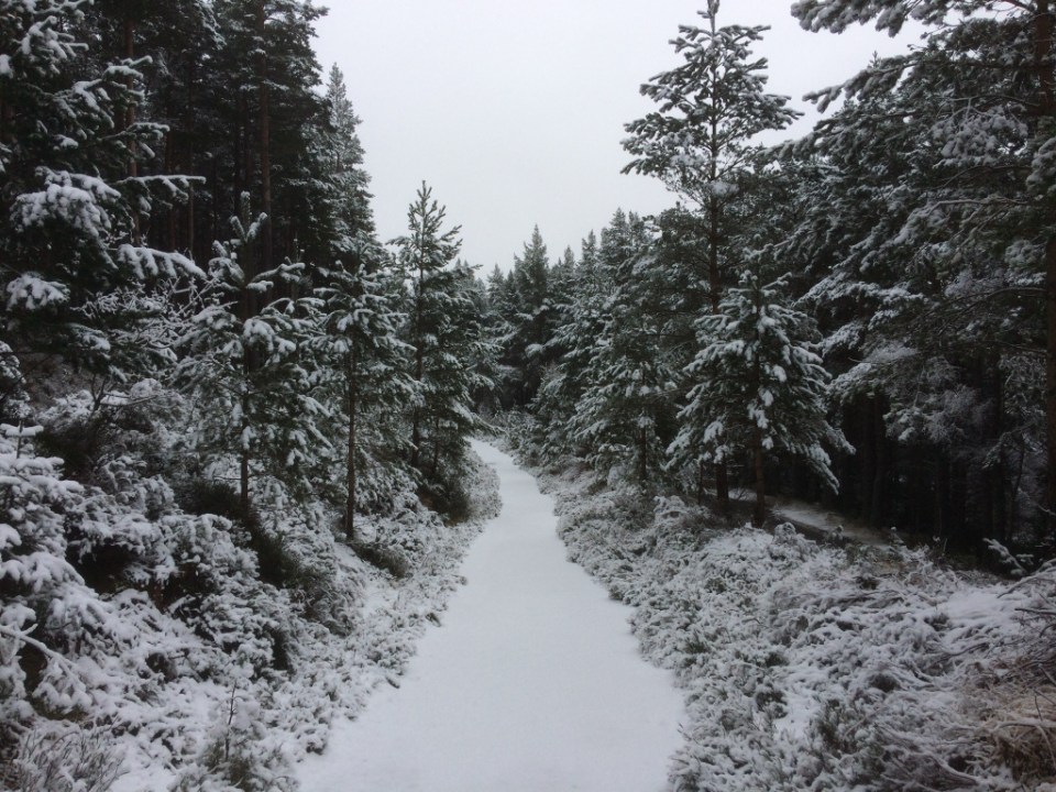 Old Logging Way near Glenmore Lodge